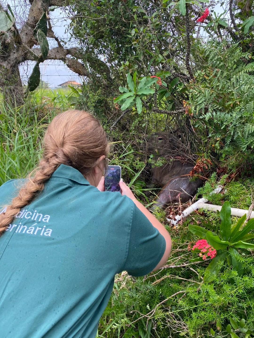 Capivara Ferida Mobiliza Moradores e Equipes Ambientais em Condomínio de Osório