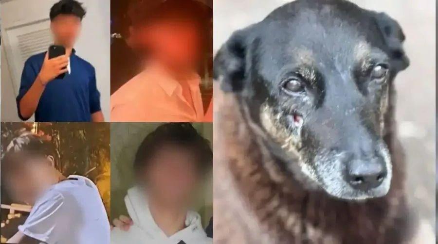 Caso Orelha: Polícia avança e avalia internação de adolescentes investigados