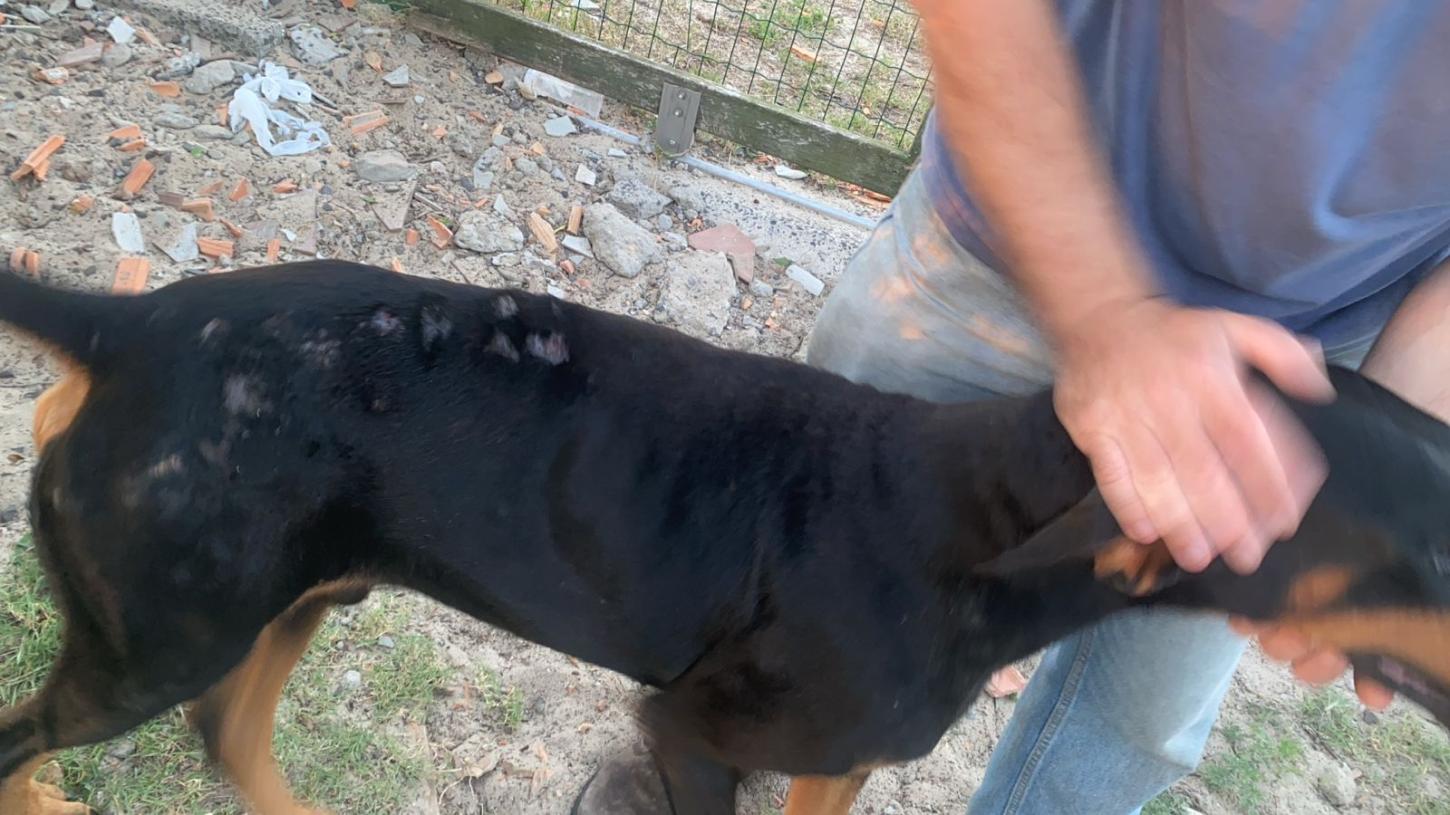 Polícia Civil prende homem em flagrante por maus-tratos a cachorro em Balneário Pinhal