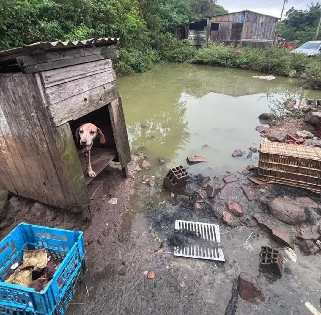 Homem é preso por maus-tratos a animais após fiscalização em Osório