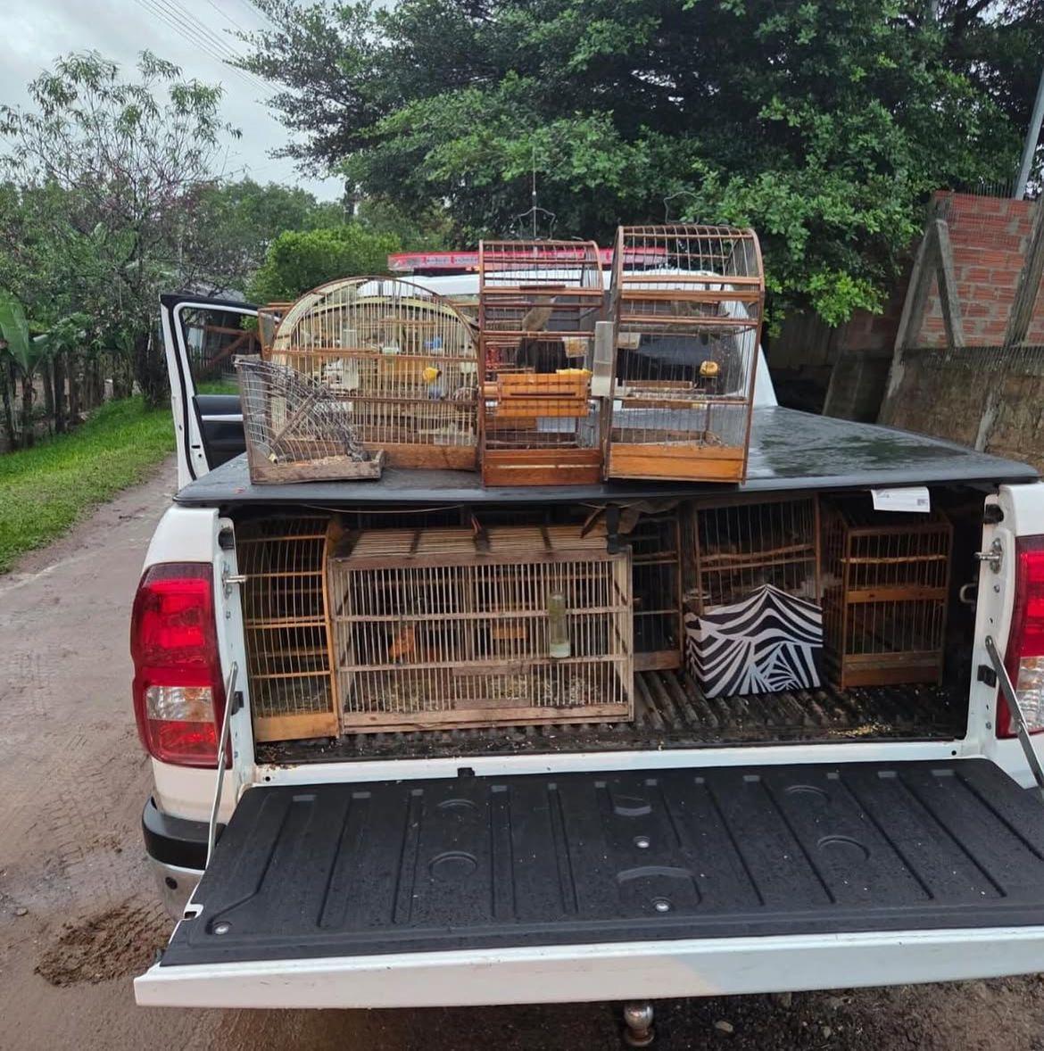 Operação da Brigada Militar apreende 27 aves silvestres mantidas em cativeiro no Litoral Norte
