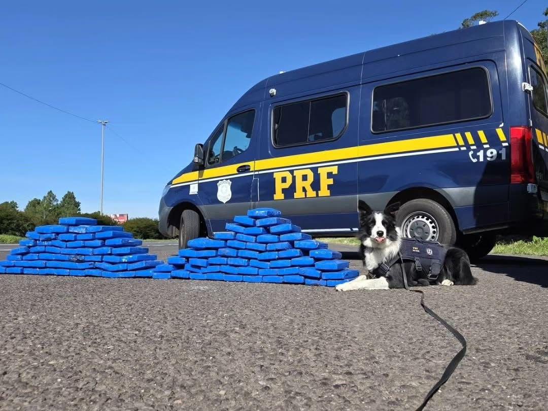 Cães farejadores ajudam PRF a apreender 103 kg de cocaína em Osório