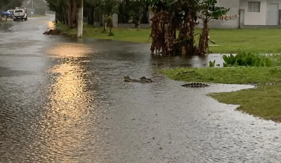Chuvas provocam alagamentos em Imbé e jacaré é visto circulando por rua inundada