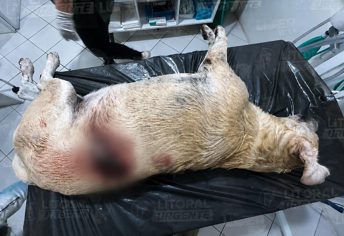Justiça torna vereador de Cidreira réu por morte de cão comunitário; Líder TV acompanhou o caso desde o primeiro dia