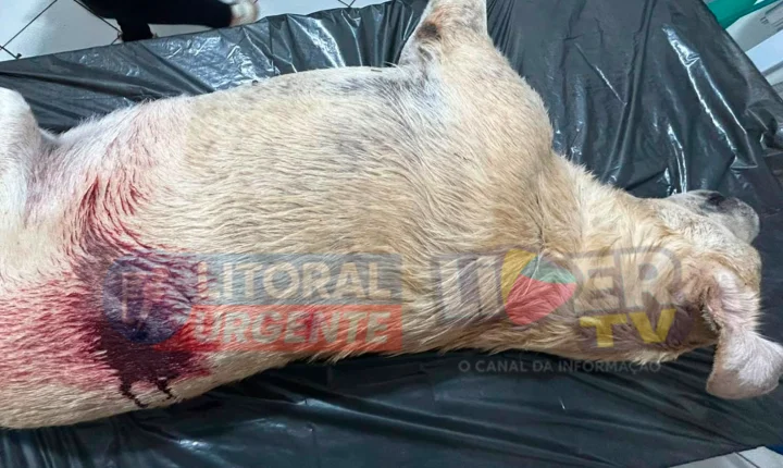 CÃO É ENCONTRADO MORTO COM SINAIS DE DISPARO DE ARMA DE FOGO EM CIDREIRA; POLÍCIA CIVIL INVESTIGA O CASO