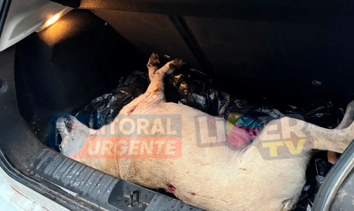 CÃO É ENCONTRADO MORTO COM SINAIS DE DISPARO DE ARMA DE FOGO EM CIDREIRA; POLÍCIA CIVIL INVESTIGA O CASO