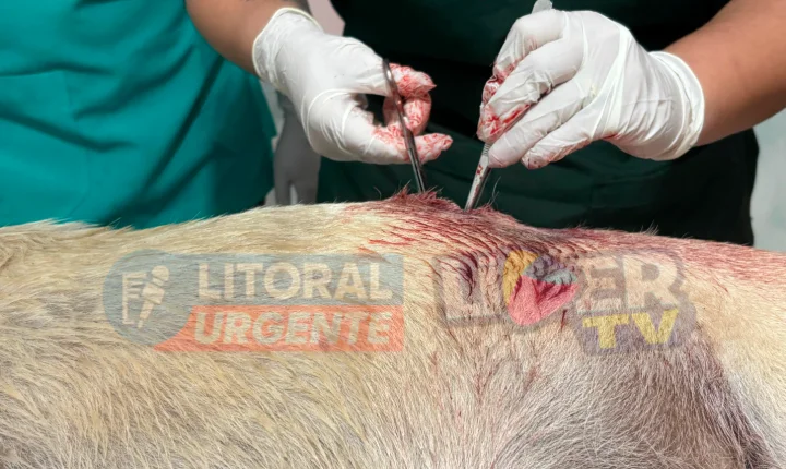 CÃO É ENCONTRADO MORTO COM SINAIS DE DISPARO DE ARMA DE FOGO EM CIDREIRA; POLÍCIA CIVIL INVESTIGA O CASO