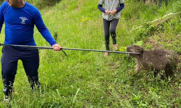 Capivara Ferida Mobiliza Moradores e Equipes Ambientais em Condomínio de Osório