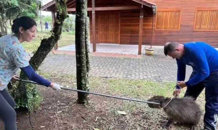 Capivara Ferida Mobiliza Moradores e Equipes Ambientais em Condomínio de Osório