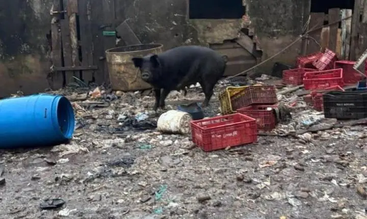 Homem é preso por maus-tratos a animais após fiscalização em Osório