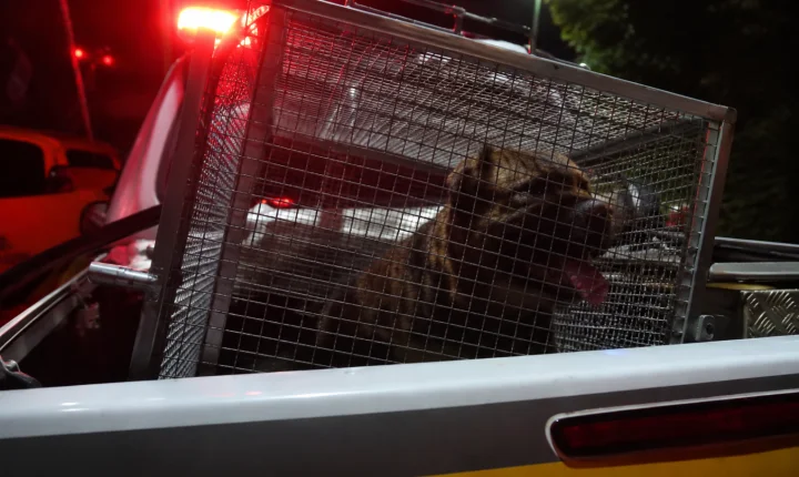 Idosa morre após ser atacada por pitbull enquanto cuidava do animal em Arroio do Sal