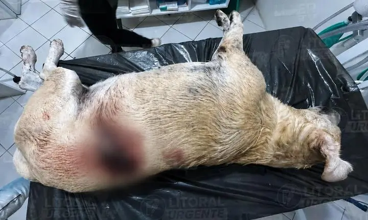 Justiça torna vereador de Cidreira réu por morte de cão comunitário; Líder TV acompanhou o caso desde o primeiro dia